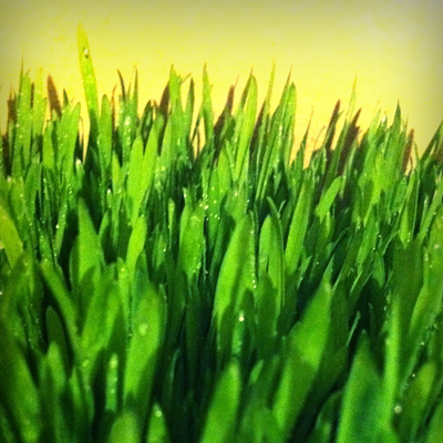 tarwegras
